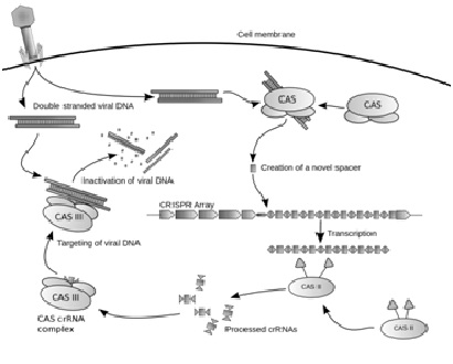 CRISPR