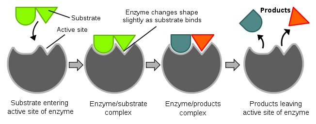 Enzymes