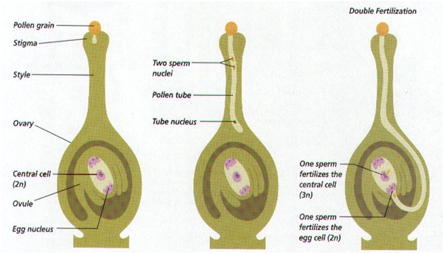 Fertilization