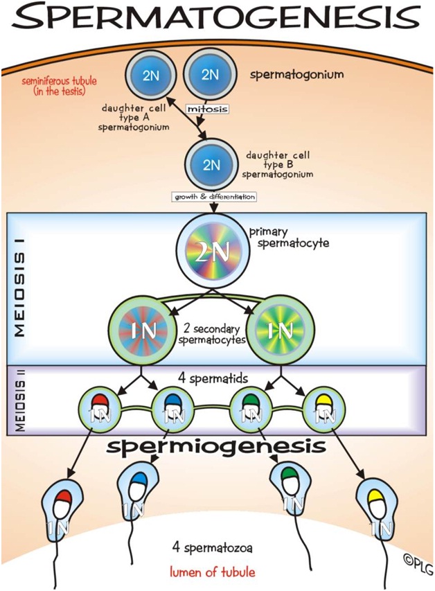 Spermatogenesis