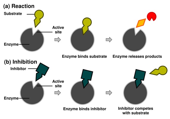 inhibition